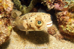 Eye of the Puffer Fish by Kenny Jacobson 